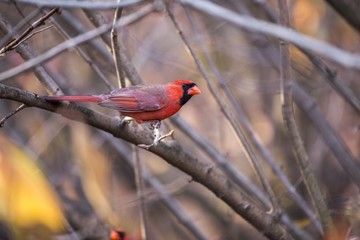 Northern Cardinal (Cardinalis cardinalis)