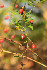 Wild rose red berries in autumn sunlight