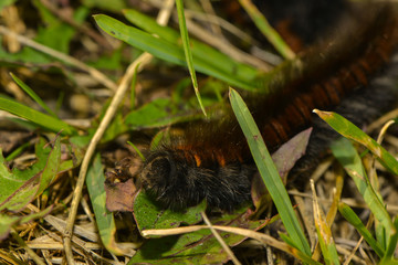Raupe des Brombeerspinners