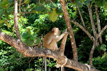 Fototapeta premium monkey in nature