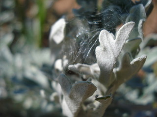 Plantes