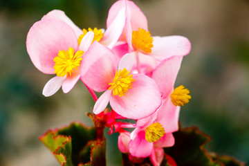 Flor de Begonia rosa
