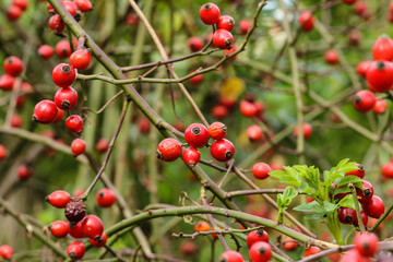 Wild rose red berries, close up