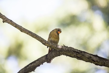 Northern Cardinal (Cardinalis cardinalis)