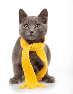 gray kitten in yellow scarf on a white background, smoky cat in