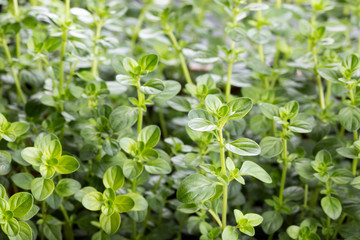 Thyme leaves Food background