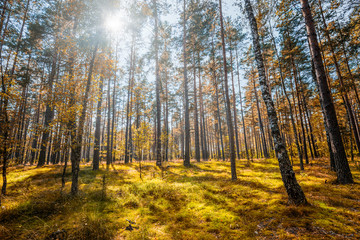 Fototapeta premium Forest concepts.