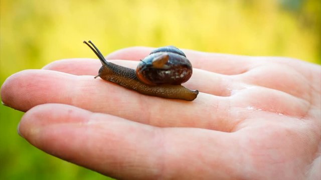 little snail sits on a large snail shell. they are crawling on a man's hand. snails family