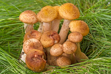 Young mushrooms in the grass