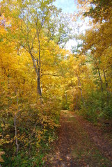 Obraz premium autumn forest