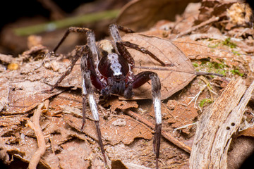 Brown wolf spider (Ctenus floweri) on the dead leaves