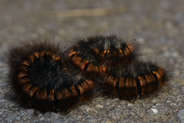 Raupe des Brombeerspinners