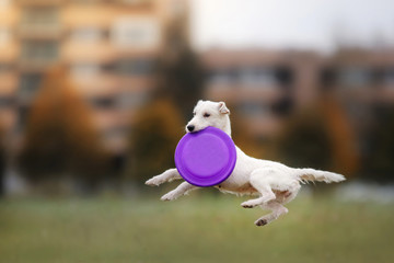 Dog catching flying disc in jump © Anna Averianova