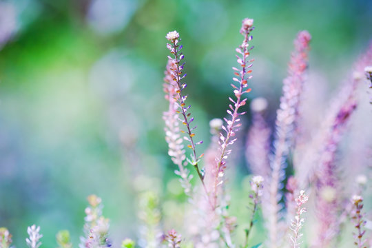 Flowers in the meadow in the sunlight