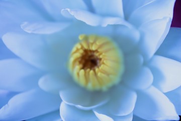 White waterlily or lotus flower blooming on the water