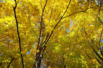 autumn forest