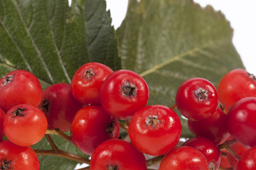 Red fruits of rowan berry on white background