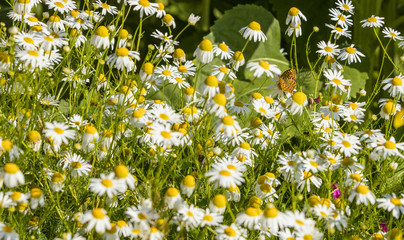 daisy meadow with butterfly