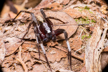 Brown wolf spider (Ctenus floweri) on the dead leaves