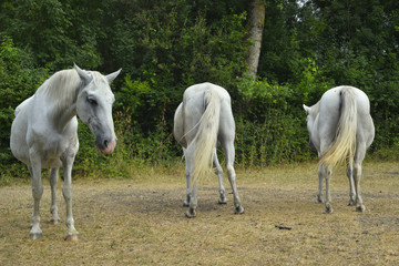 Trois chevaux blancs, deux qui boudent