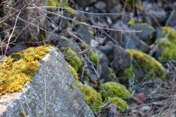 Evening Sun On The Moss