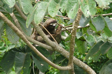 Three toed sloth resting over a branch close to Canopy Tower lodge, Soberania National Park, Panama.