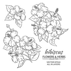 hibiscus flowers vector set