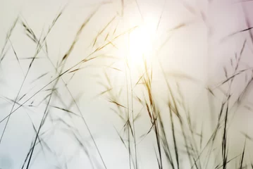 Fotobehang Natuur Bloemen in de wei in het zonlicht