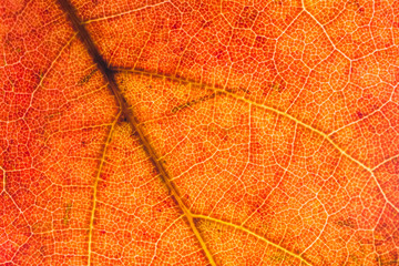 Fall leaf Background