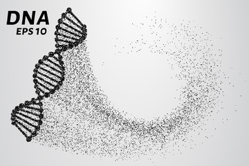 DNA from the particles. Silhouette of DNA consists of small circles. Vector illustration