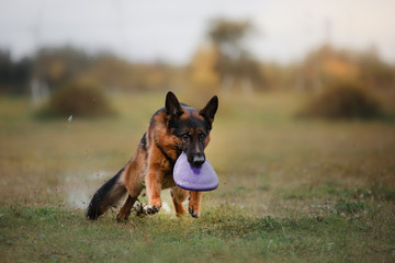 Dog catching flying disc in jump