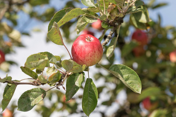 Red delicious apple on a tree the during autumn