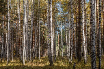 Fototapeta na wymiar Sunlit mixed birch and pine forest.
