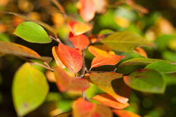 Multi-colored autumn leaves close up.