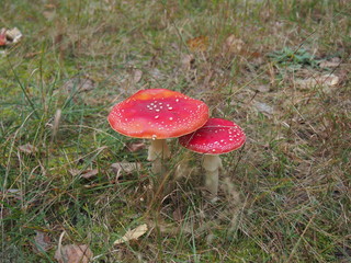 Fly agaric