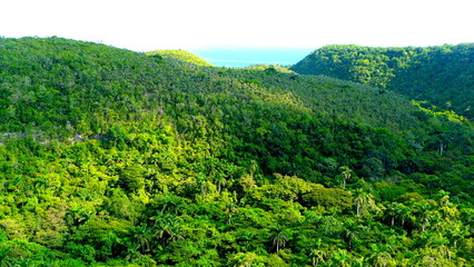 Extensive cuban jungle viewed from the road that goes from Havana to Varadero
