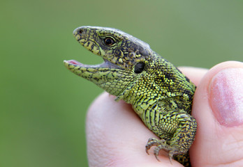 Male sand lizard (Lacerta agilis) in a hand