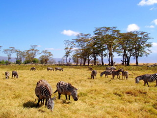 Fototapeta na wymiar Group of zebras in Ngorongoro crater, Tanzania.