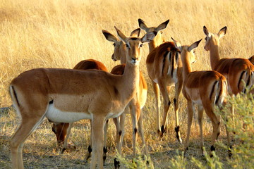 Impalas in Okavango Delta, Moremi Crossing, Botswana, Africa.