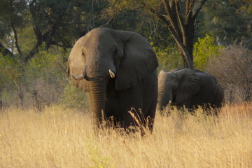 African elephant walks through the grass in Pom-Pom island private game reserve in Okavango delta, Botswana, Africa.