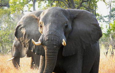 African elephant walks through the grass in Pom-Pom island private game reserve in Okavango delta, Botswana, Africa.