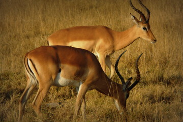 Impalas in Okavango Delta, Moremi Crossing, Botswana, Africa.