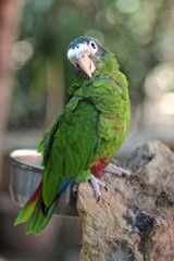 Obraz premium Kleiner grüner Papagei sitzt auf einem Ast