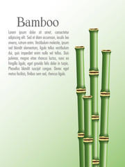 Bamboo trunks icon. Nature plant decoration and asia theme. Colorful design. Vector illustration