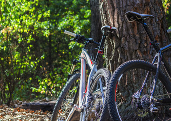 Fototapeta na wymiar Bicycles in autumn forest near oak tree in nice
