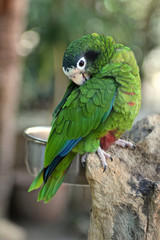 Obraz premium Kleiner grüner Papagei putzt sich 