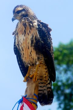Eagle in Corcovado National Park, Costa Rica