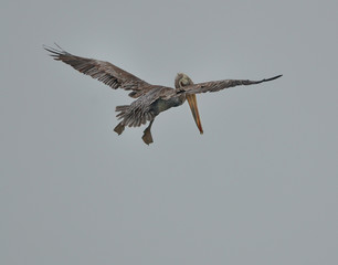 Brown Pelicans diving for fish