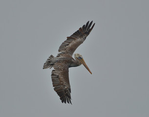 Brown Pelicans diving for fish
