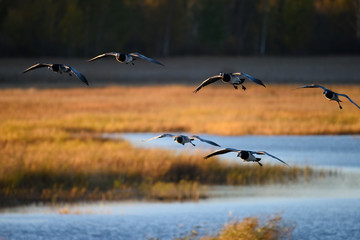 Flock of Canada geese landing in the water on October evening in Espoo, Finland